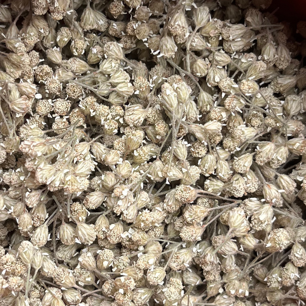 Dried Yarrow