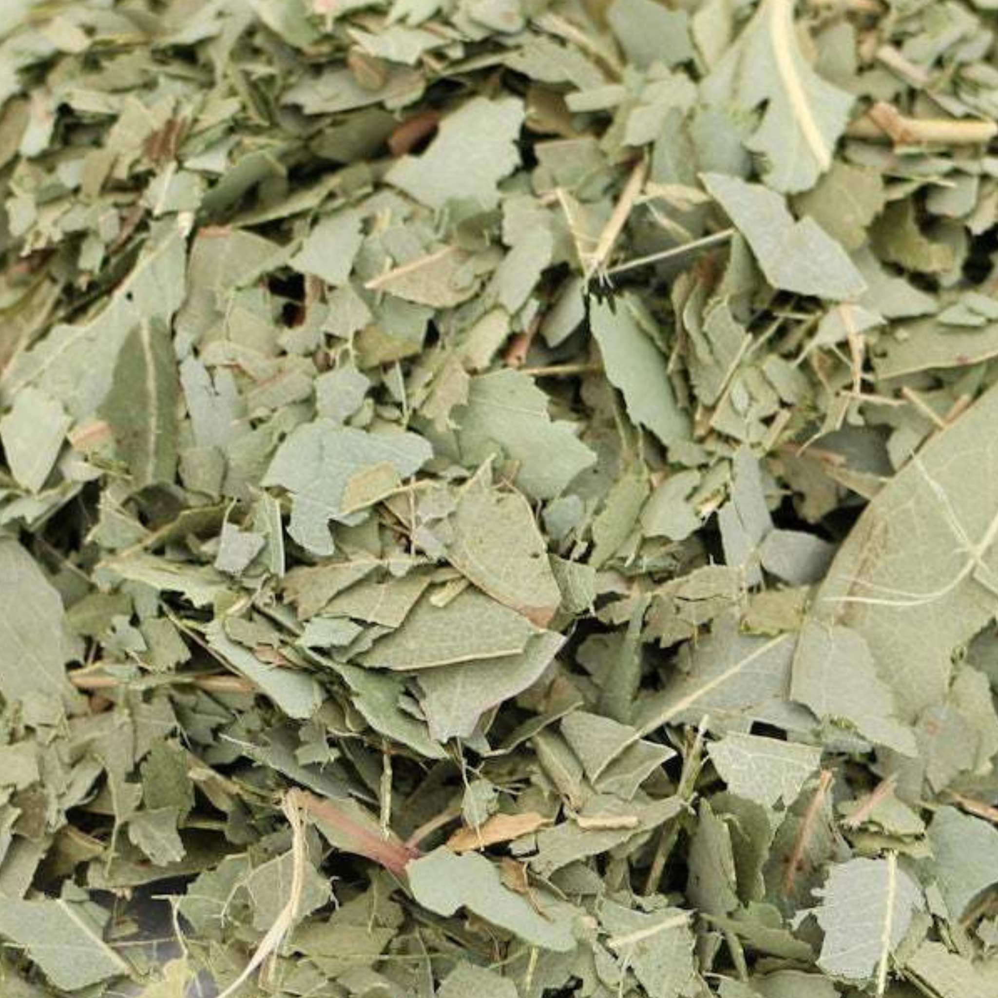 Dried Eucalyptus
