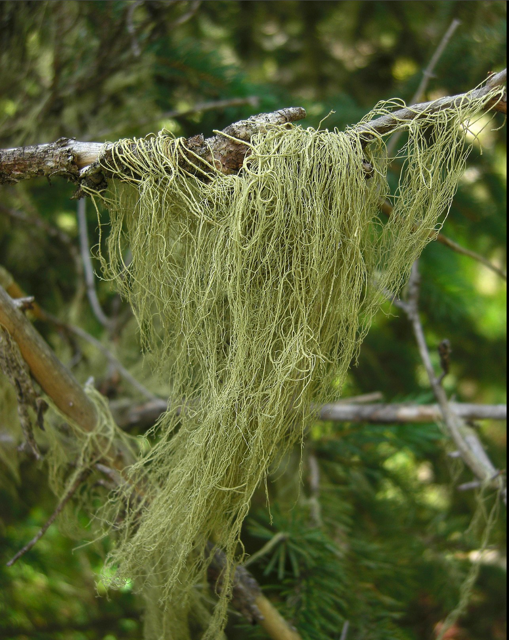 Usnea Tincture
