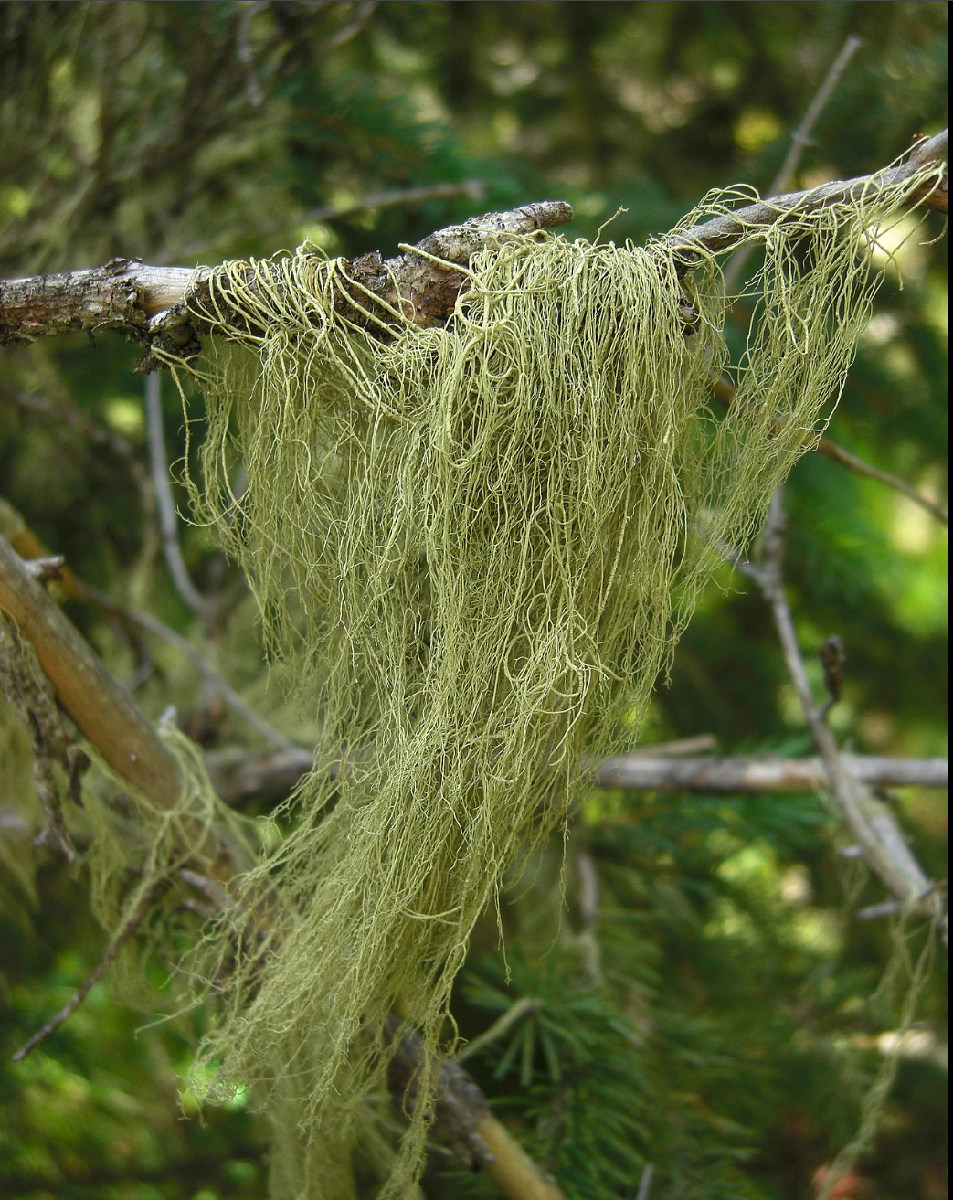 Usnea Tincture